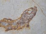 Leptolepides sprattiformis (BLAINVILLE 1818) - Bild © FossNet FossilienStore